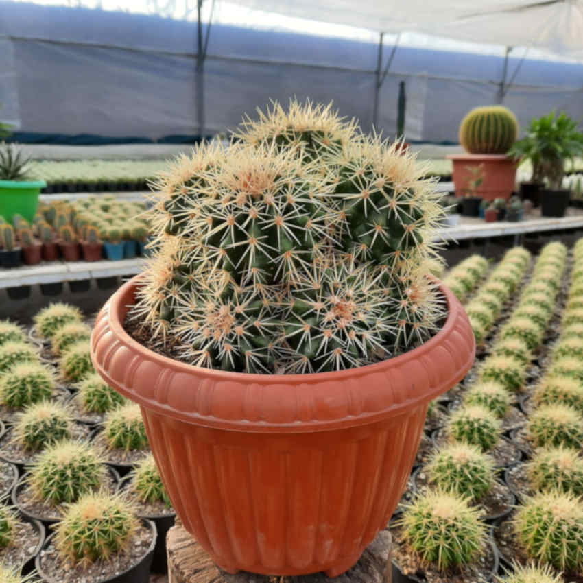 اچینو چند کله